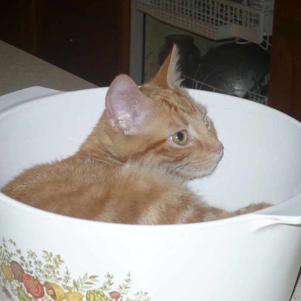 Meet your Posher, Kathie